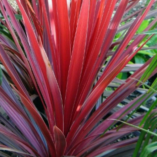 Large plants cordyline - -, red