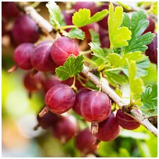 3 Red Gooseberry Plant /Uva