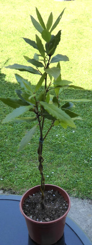 Bay leaf tree - leaf, /laurus