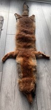 Vintage Fox Taxidermy