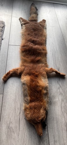 Vintage fox taxidermy - vintage,