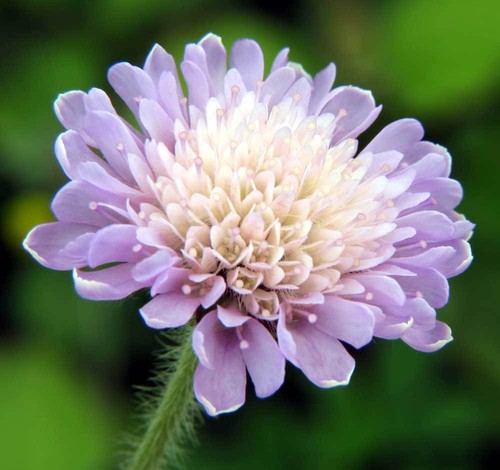 Field scabious knautia - field,