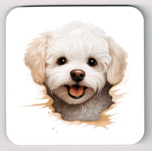 Peeking peeping bichon frise - peeking,