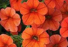 7  X   ORANGE  CALIBRACHOA