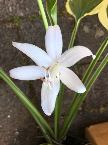 Hosta sweet medium - -,