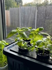 Windowsill Grow Kit: Plants