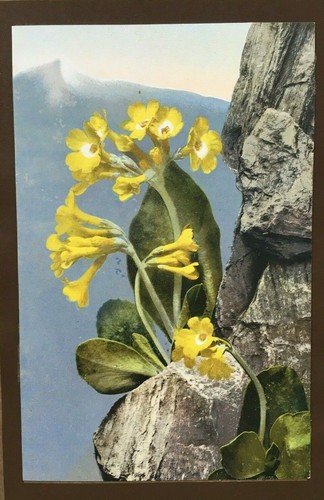 Primula auricula alpine - auricula,