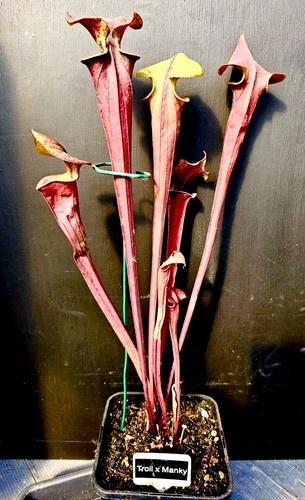 Sarracenia troll manky - x,