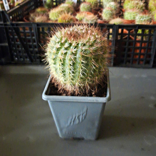 Mammillaria cactus plant - mammillaria,