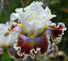 Iris Germanica Wonders Never