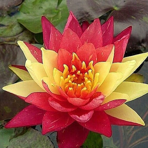 Wanvisa water lily - , pond