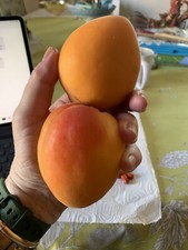 MIX of best GIANT  APRICOTS