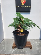 (58R) Juniper Bonsai Tree