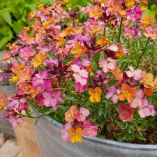 Wallflower 'Constant Cheer'