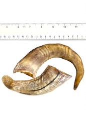 2X Natural Ram Horn From