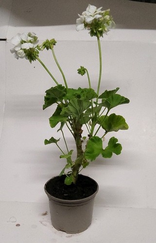 White geranium - geranium, (pelargonium)