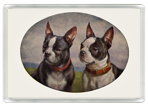 Boston terrier dog - terrier,