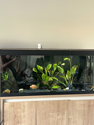 Fluval roma 240l glass - roma,