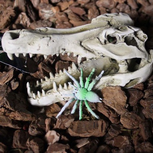 Background terrarium vivarium - background,