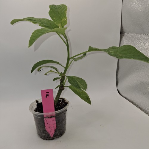 Pink brugmansia angel - pink,