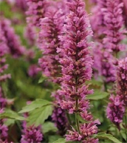 Agastache rose mint hardy - mint,
