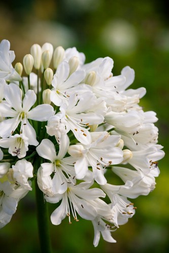 New agapanthus snow crystal - new,