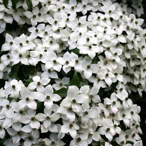 Chinese dogwood shrub plant - chinese,