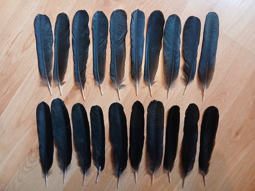 Crow tail feathers - 20,