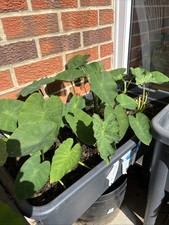 1 year old Colocasia Esculents