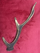 SIKA DEER ANTLER 137g