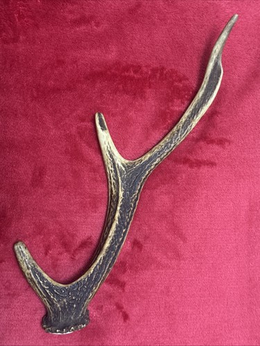 Sika deer antler - deer, 137g