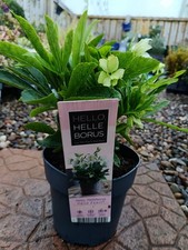 Hellebore "Hello Pearl | 3 L