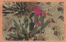 Postcard Botanical Floral