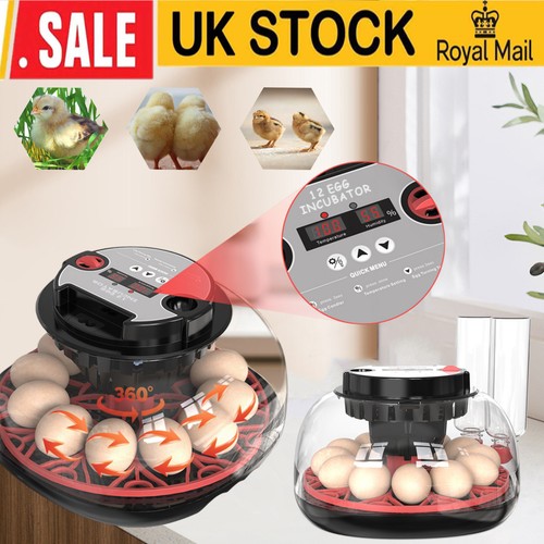 Digital eggs incubator - 12,