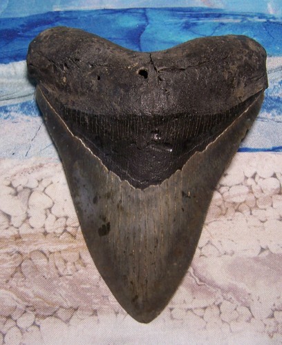Megalodon shark tooth 16 - tooth, 1/16