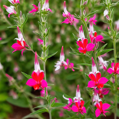Salvia seeds flower - 50,