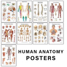 Human Anatomy Medical Doctor
