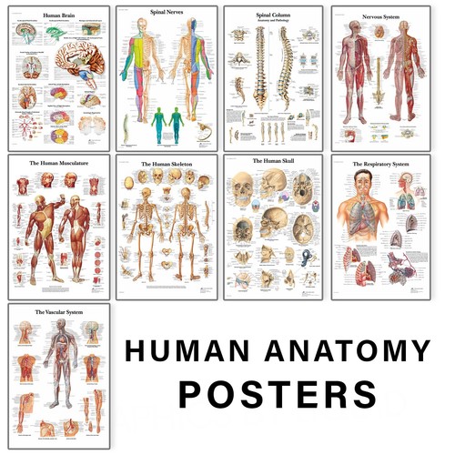 Human anatomy medical doctor - anatomy,