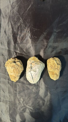 Rare calymene trilobite fossil - trilobite,