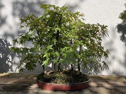 Japanese maple forest group - japanese,