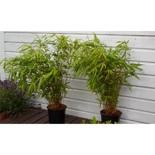 Fargesia 3ft tall - fargesia, 2-3ft