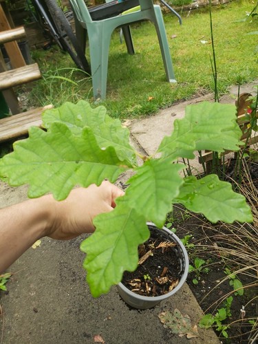 English oak seedling - seedling, bonsai
