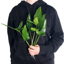 Anubias hastifolia XL