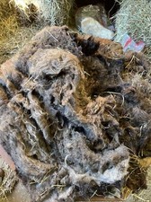 Icelandic fleece Ewe RAW 1 1/2 lbs as shown