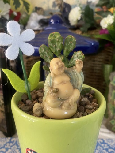 Cactus houseplant prickly pear - houseplant,