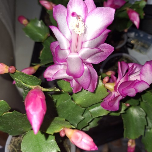 Christmas cactus pink - 2x,
