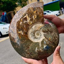 Polished Sea Shell Colorful Iridescent Specimen Oddity - 3.7LB