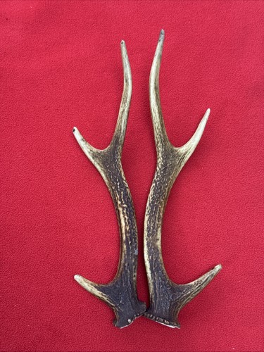 Pair sika deer - deer, antlers