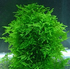 Christmas Moss Vesicularia montagne Live Aquarium Plants Shrimp Nano K2AQUA