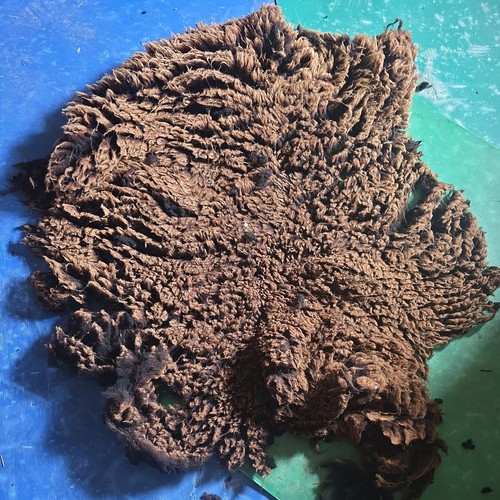 Raw unwashed rare sheep fleece - raw,